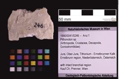 Foto (Objekt + Etiketten) von Pithonoton sp. (NHMW-GEO-1990-0041-0246)